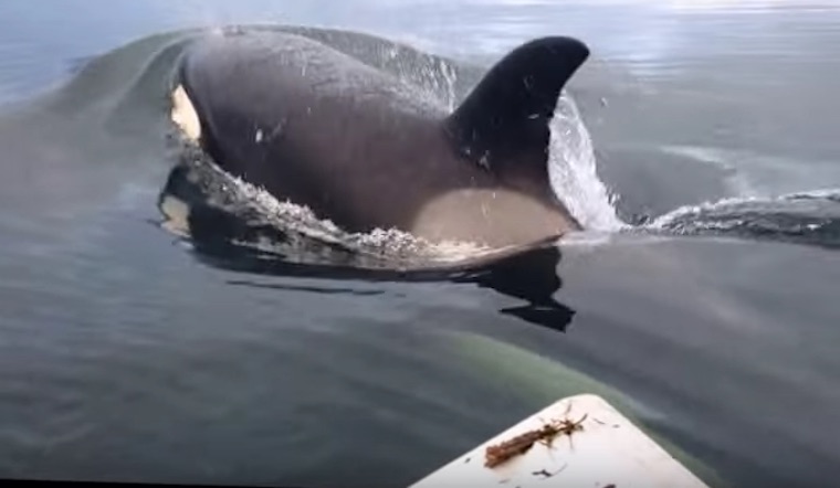 Guys Encounter A Pod Of Baby Orcas While Crabbing Off The Coast Of Anderson Island