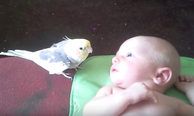 Adorable Cockatiel Serenades Little Baby Brother To Help Him Sleep