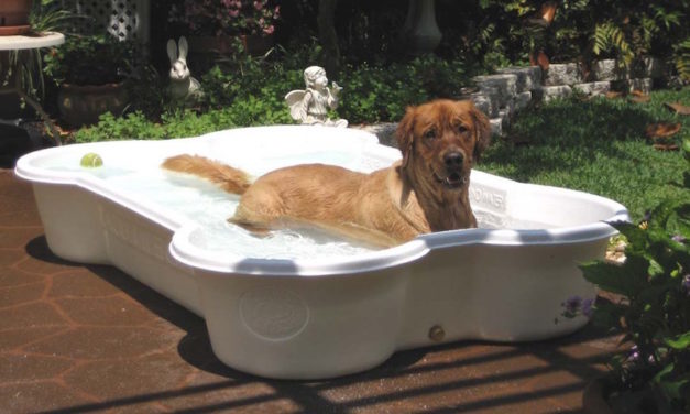 One Dog One Bone Pool: Let Your Dog Bathe in His Favorite Toy