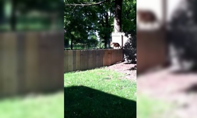 Dog Hilariously Ruins Man’s Plans for His New Fence