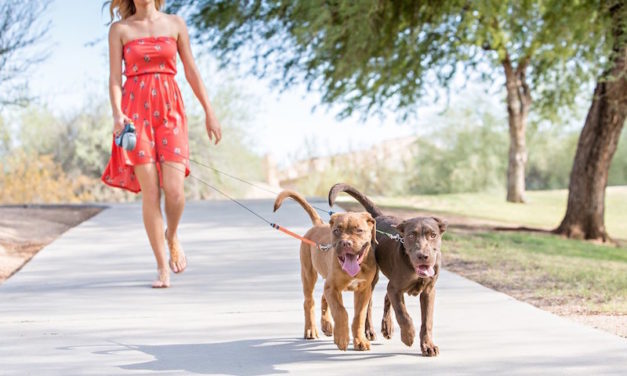 5 Best Dog Leashes You Can Buy for Your Pet Under $50