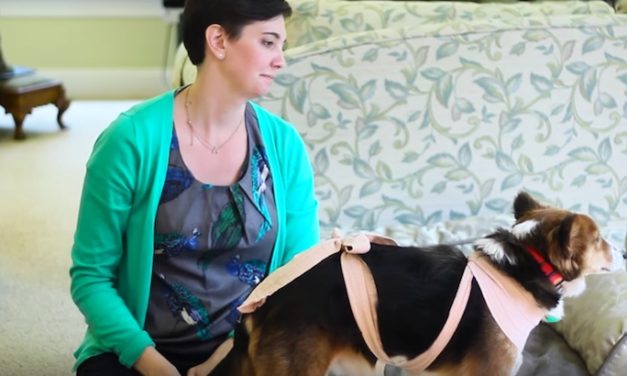 Wrapping a Scarf Around Your Dog Can Help Their Anxiety