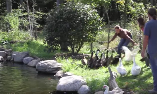 Neglected Ducks Take Their First Swim After Being Rescued