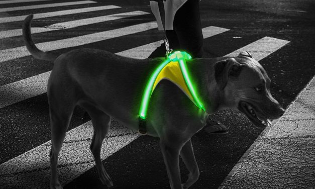 LightHound: Always Keep Your Pooch Fashionable and Visible