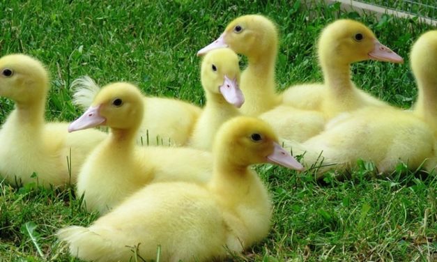 Duck Family Adopts An Unexpected Little Visitor