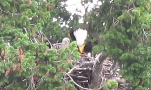 Mommy Eagle Realizes She Has a Baby Hawk in Her Nest, Her Reaction is Beautiful