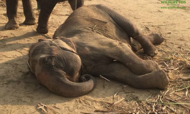 Elephant Sisters Rescued After 50 Years in Circus Chains