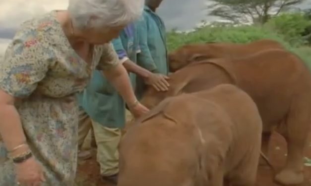 Orphaned Elephants Line Up to Hug the Woman Who Saved Them