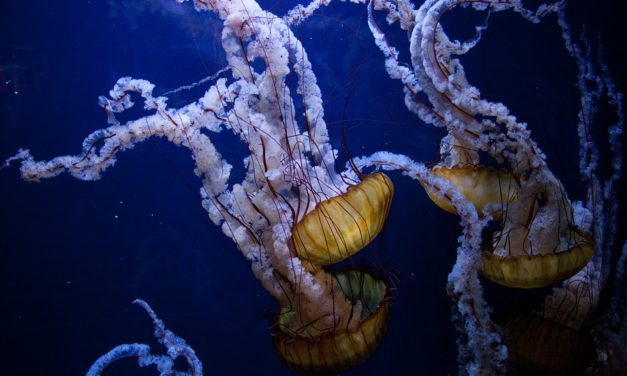 Man Writes Hilarious Letter to His Sister Describing His Awful Jellyfish Encounter