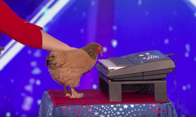 Jokgu the Chicken Decides to Go on “America’s Got Talent” to Play Patriotic Tune on Keyboard
