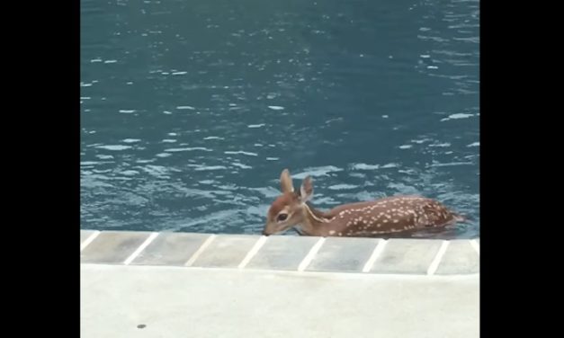 Woman Notices Animal Swimming in Her Family Pool, Then Realizes It’s a Deer and Grabs the Camera