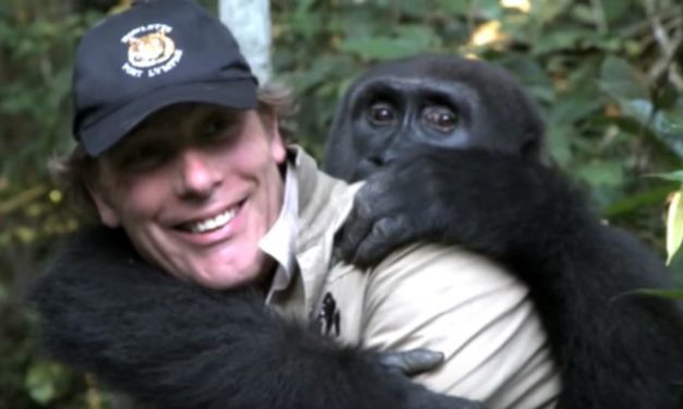 Man Reunites with His Gorilla Friend for the First Time in Five Years