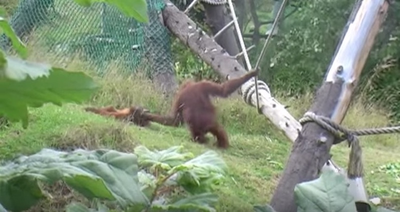Cute Baby Orangutan Tries to Escape Its Mom, Quickly Learns It Was a Mistake