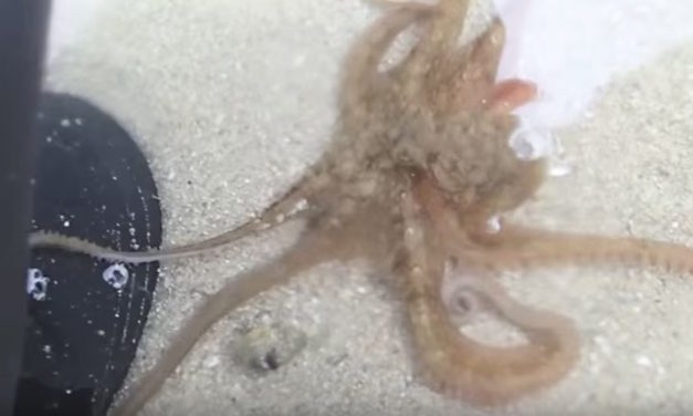 Man Saves Stranded Octopus on Beach, Gets a Thank You He’ll Never Forget