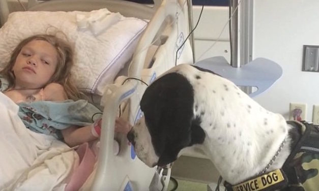 Little Girl Wants to Give Back to Her Service Dog by Organizing a “Dog’s Best Day”