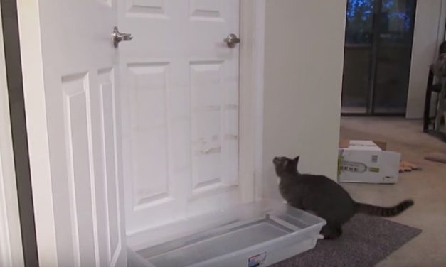 Owner Places Bucket of Water to Stop Cat from Entering, but Kitty’s Comeback Has Everyone in Stitches