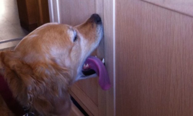 This Dog Licks the Front Door When He Wants to Go Outside, and His Humans Love Her for It