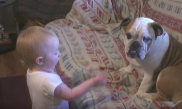 Little Girl and Bulldog Have a Heated, Hilarious Argument, and Their Parents Catch It All on Camera