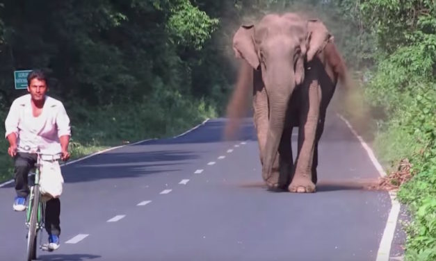 Elephant Ferociously Charges at Passerby on Bike, Then People Notice the Herd Behind Her