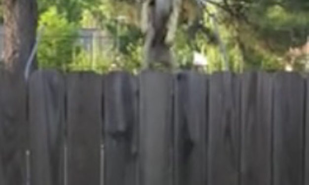 Neighbors near Noise on Trampoline, Then Realize It’s a Great Dane Popping Up and Down Next Door