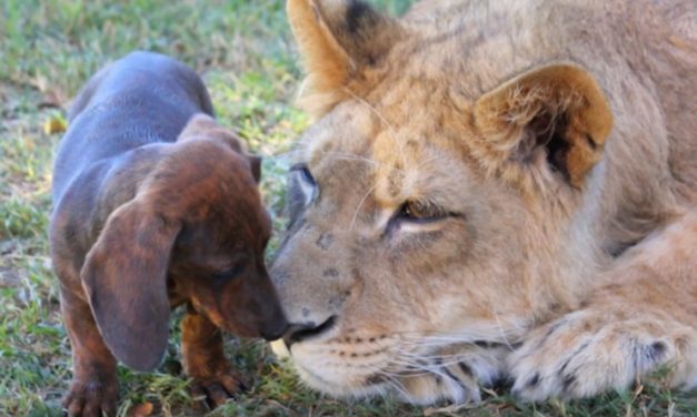 Lion Shares a Special Friendship with Wiener Dog When Meeting Each Other for the First Time