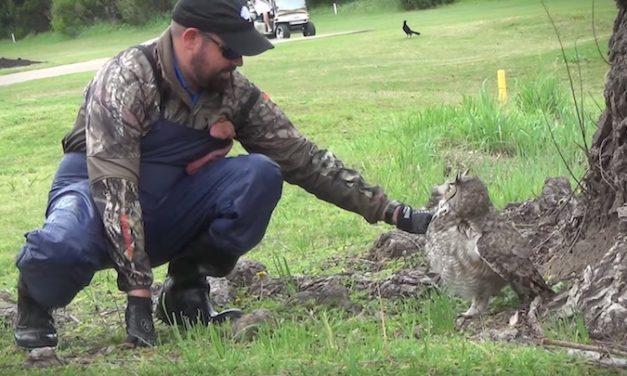 Kind Man Saves Wild Owl at a Golf Course and It’s Adorable
