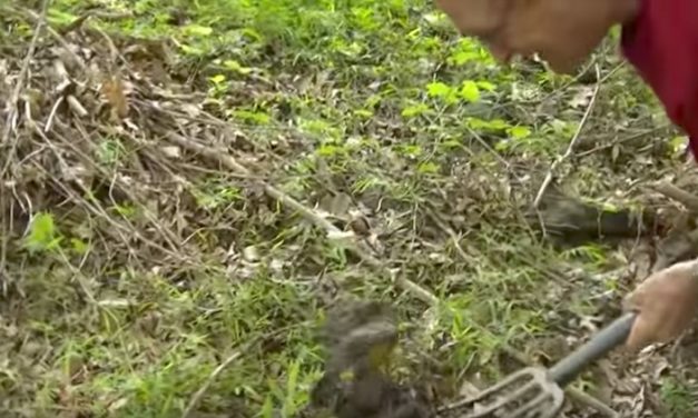 Robin Makes a Farmer Help Dig Out Its Worms in the Cutest Way