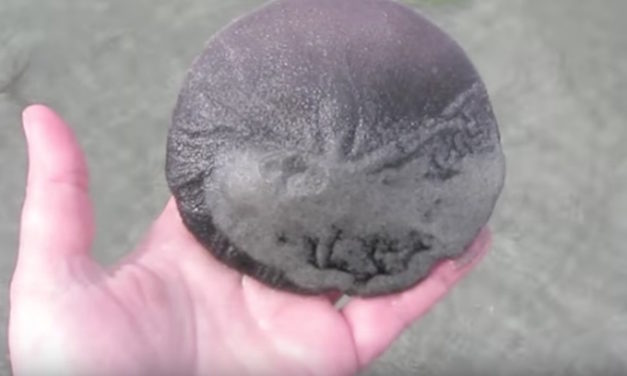 Woman Finds Out Sand Dollar She Grabbed Is Alive, Reveals to People How to Tell the Difference