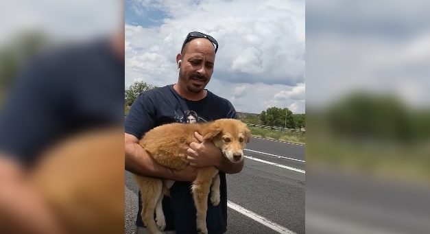Trucker Saves Puppy from the Side of the Highway
