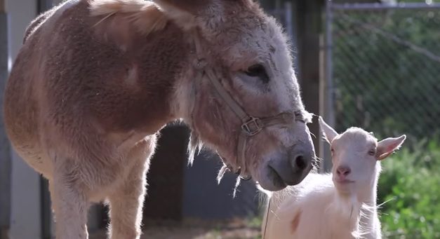 Heartbroken Goat Refuses to Eat for 6 Days, Then They Bring in His Lost Best Friend
