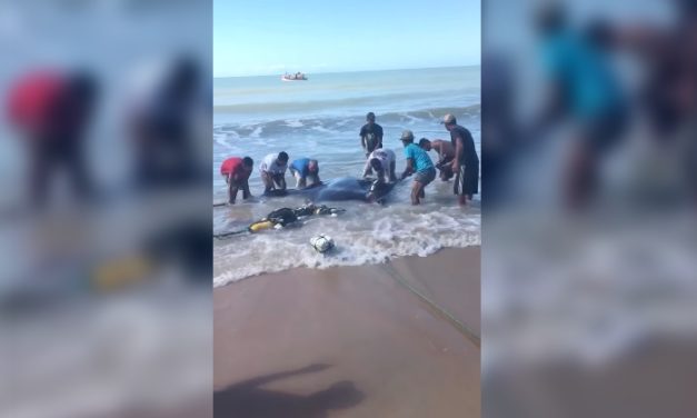 Manta Ray Gets Beached, People Stand Around Taking Videos Until One Man Goes in to Help
