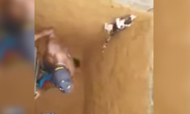 Kitten Hilariously Tricks Man into Jumping into a Hole with Him