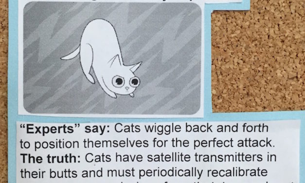 A Veterinarian Put Up 15 Cute Explanations for Cat Behavior, and They’re Hilarious