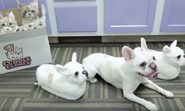 Cuddle Clones: Make a Custom Stuffed Animal of Your Beloved Pet