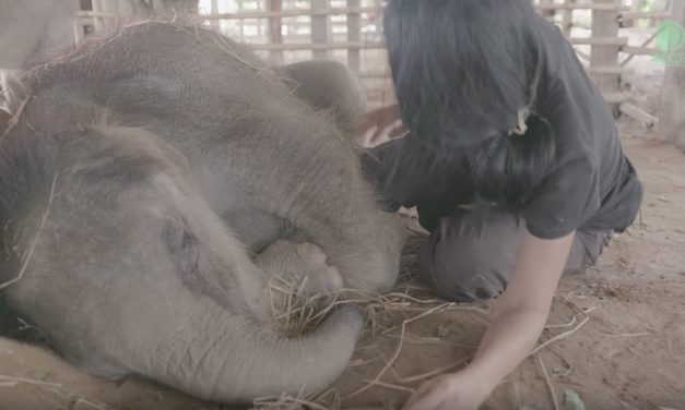 Sleepless Baby Elephants Finally Get Some Rest After Hearing Beautiful Lullaby