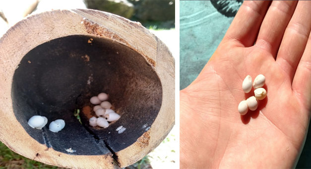 Man Finds Tiny Mysterious Eggs in His Garden, Then One Starts to Hatch