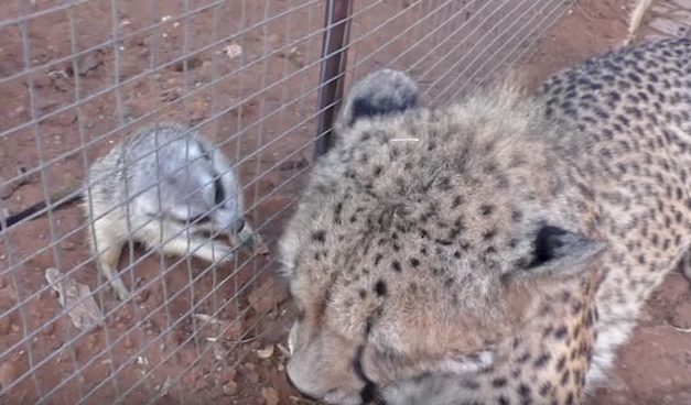 Meerkat Doesn’t Like Cheetah, but Cheetah Thinks They’re Best Friends