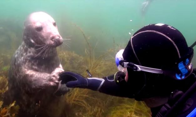 Look who comes to have his belly rubbed! Diver comes face to face with friendly seal