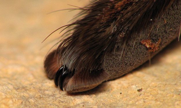 Spiders Actually Have Tiny Paws, and It’s Really Freaky