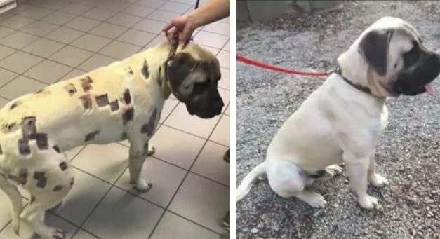 Owner Thinks Dog Is Covered in Bug Bites, Then Vet Realizes Wounds Are Bullets