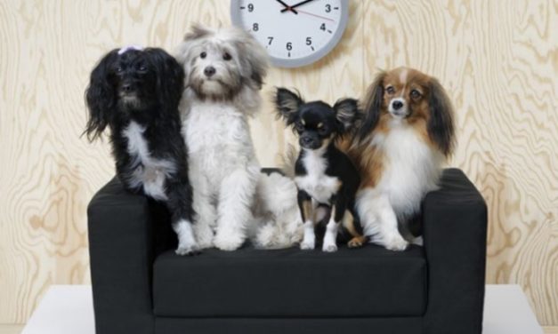 Ikea Just Launched Its ‘Hairy’ Collection and Pet owners Can’t Get Enough of It