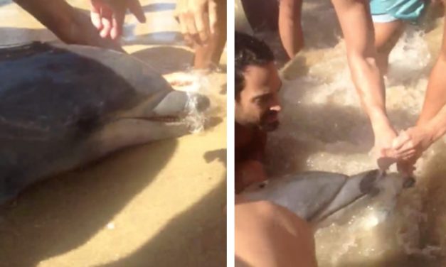 Dolphin Asks Beachgoers for Help, Then They Notice Her Mouth Completely Shut