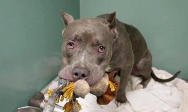 Dog Dumped on Death Row by Family, Clings onto Her Favorite Stuffed Toy