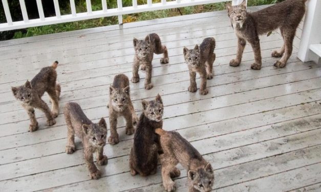 Man Awaken by Scratching Noises on His Porch, Sees Mama Lynx Calling the Entire Family