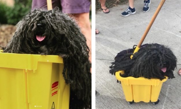 Owner Turns Dog into Mop, and It’s the Best Pet Costume You’ll See This Halloween