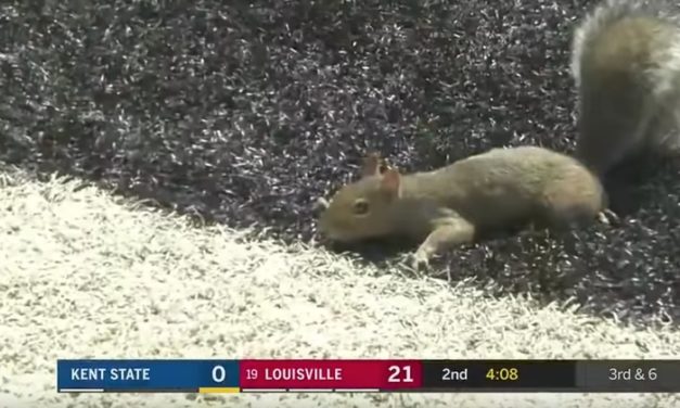Squrriel Crashes College Football Game and Scores His Very Own Touchdown
