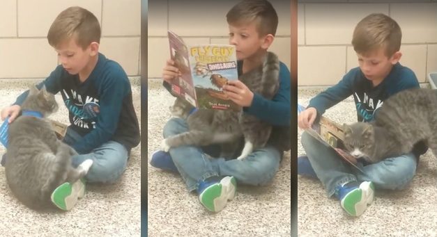 Boy Goes to Read to Sheltered Pets, but One Cat Tries Getting All the Attention