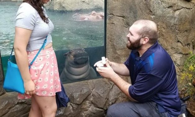 Photobombing Hippo Joins in on Couple’s Engagement Pictures, Neck Rolls and All
