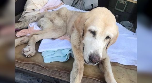 Dog Disappears On The Beach 5 Years Ago, Washes Up On The Shore After Hurricane Irma