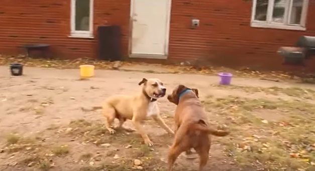 Ex-Fighting Dogs Went To Rehab, Watch Them Go Wild as Soon as They See Each Other